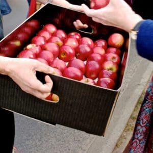 Volunteer donating a crate of fresh apples to a community food pantry.
